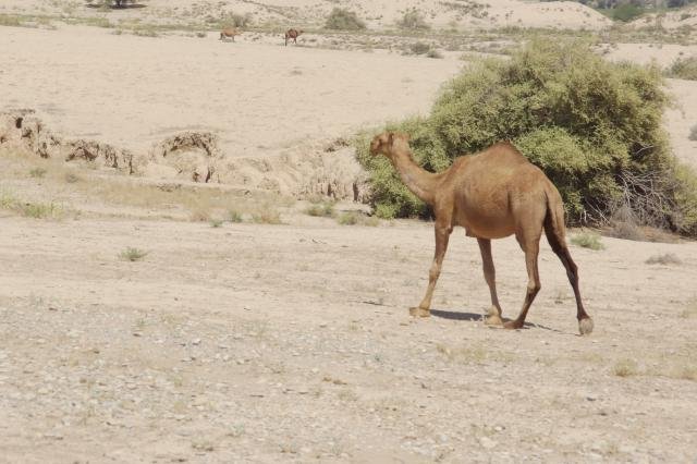 Urlaub in Iran 2018